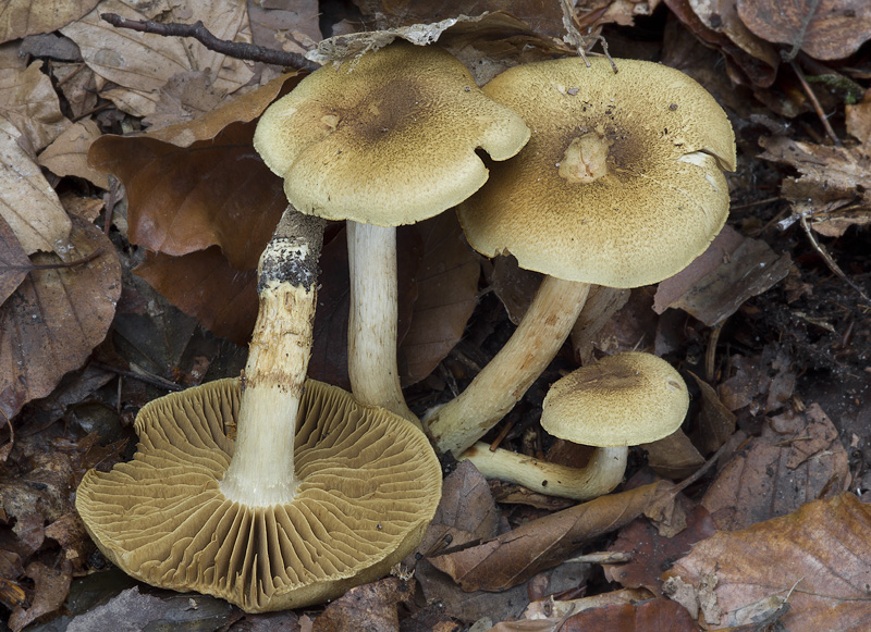 Cortinarius melanotus